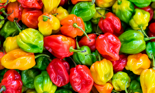 brightly colored habanero peppers