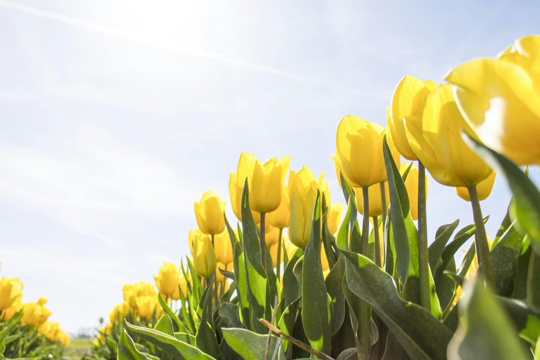 yellow flowers in field