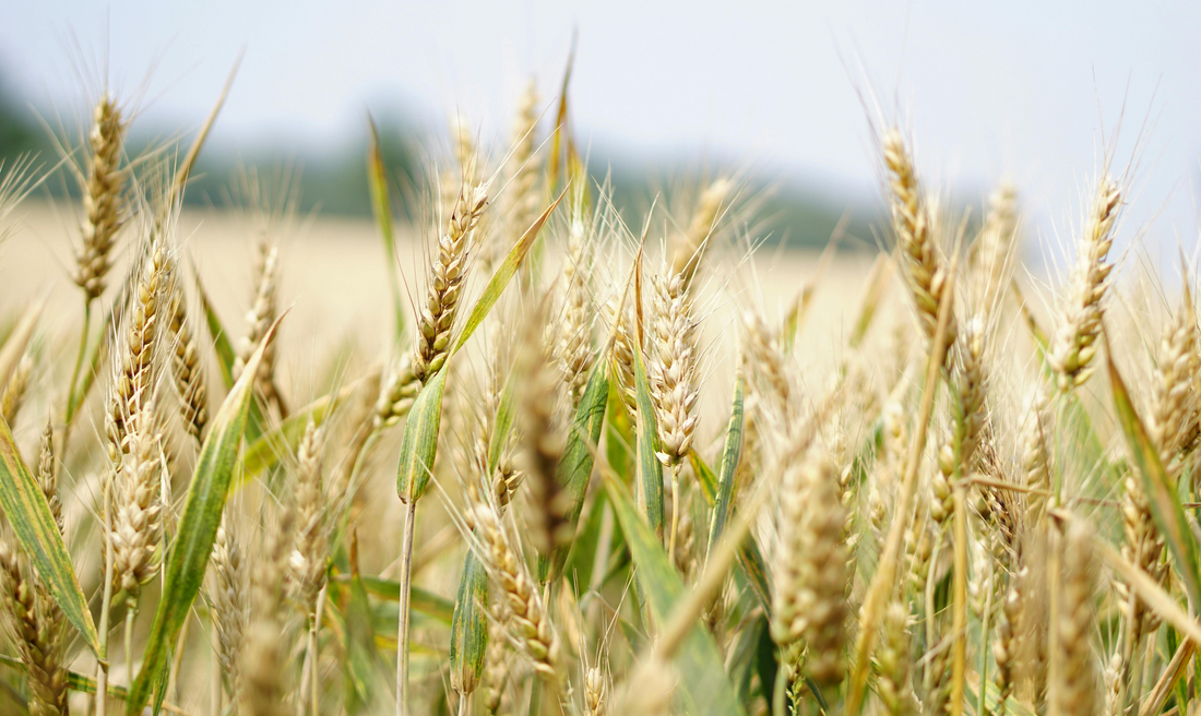 wheat in a field